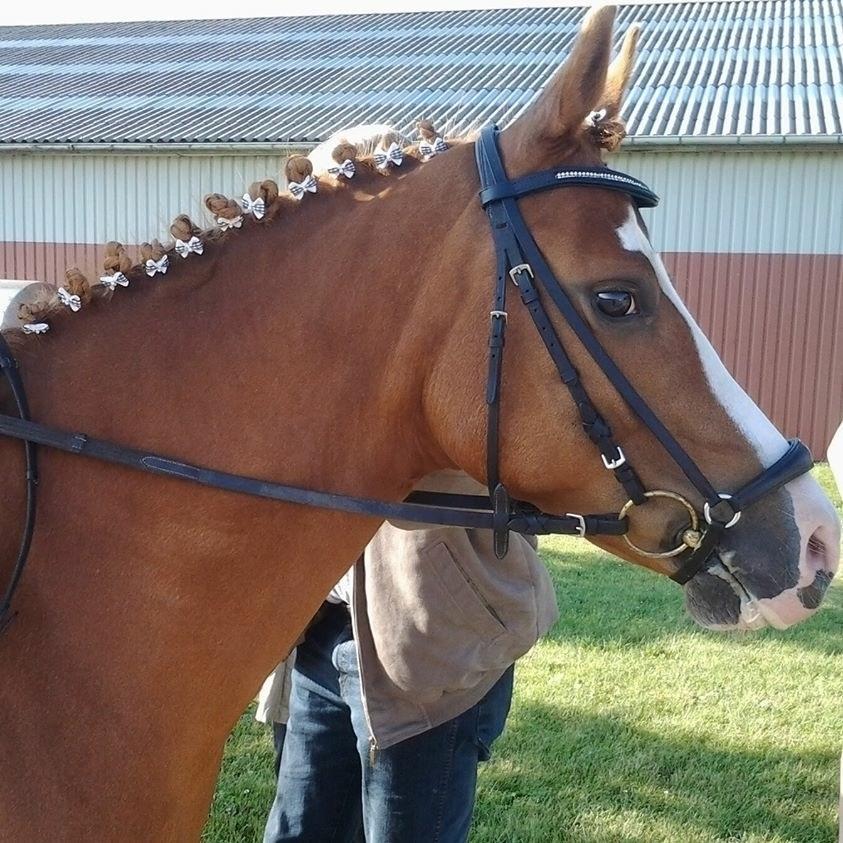 New Forest Mark's Sun'z billede 11