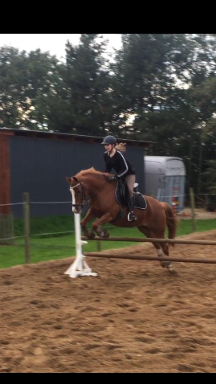 New Forest Mark's Sun'z billede 12