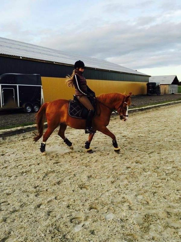 New Forest Mark's Sun'z billede 1