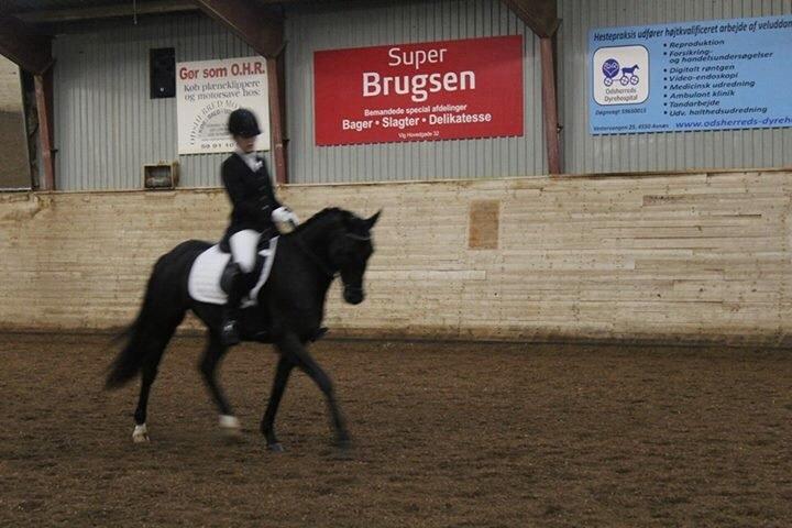 Welsh Partbred (Sec F) Laibek's Fulton - "B" pony !!!! billede 6