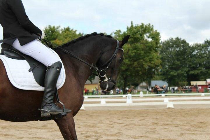 Welsh Partbred (Sec F) Laibek's Fulton - "B" pony !!!! billede 2