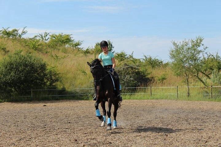 Welsh Partbred (Sec F) Laibek's Fulton - "B" pony !!!! billede 15