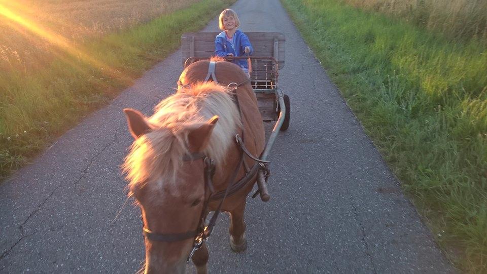 Shetlænder tarzan billede 3