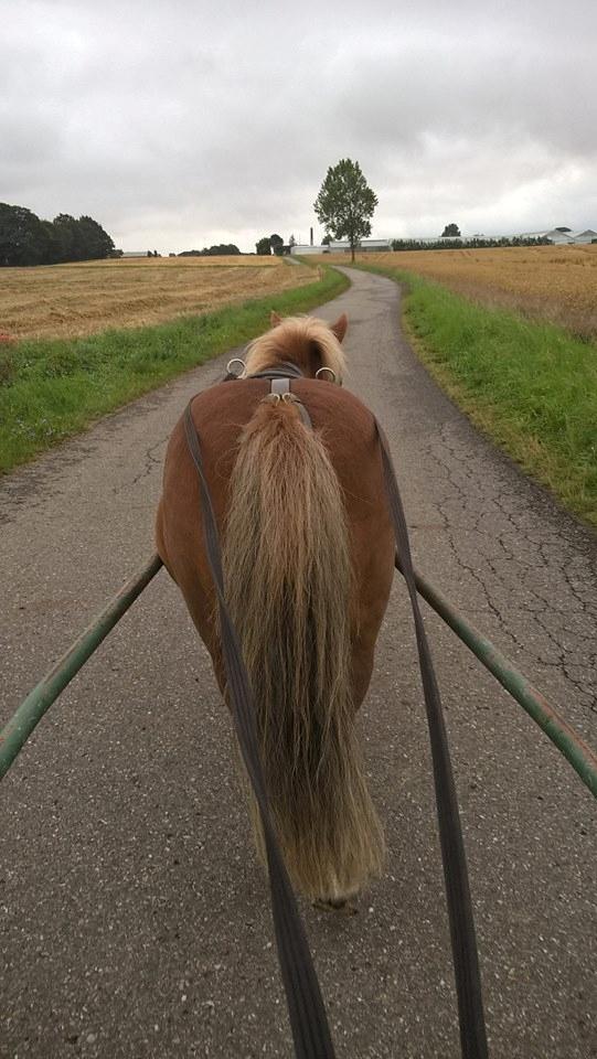 Shetlænder tarzan billede 4