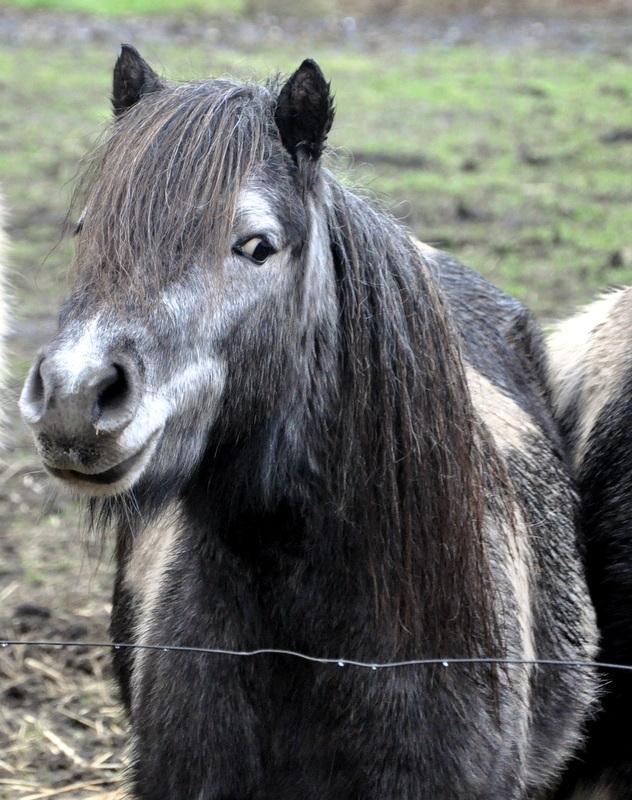 Anden særlig race » Hegnsholts Hopla <3 « - 05.02.2016: Se lige en cutie <3 billede 19