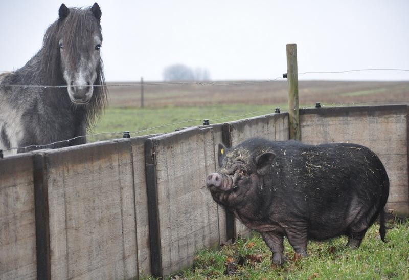 Anden særlig race » Hegnsholts Hopla <3 « - 05.02.2016: Hopla og vores ene gris Berta <3 billede 20