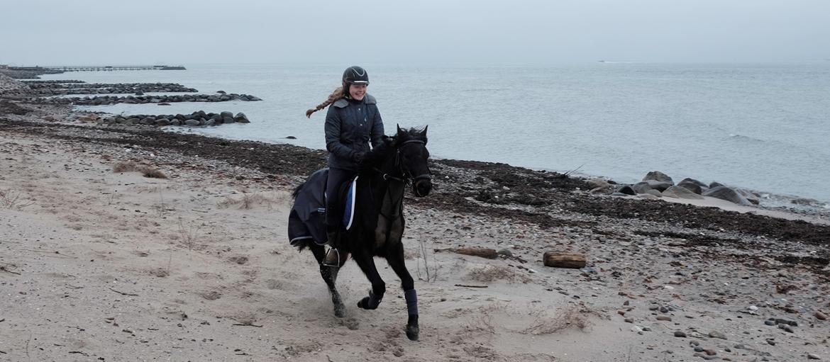 DSP Festina's Chevi *bestie* - første gang på stranden <3 årsdag 8-2/2016 billede 9