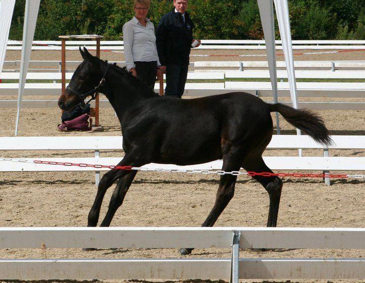 DSP Festina's Chevi *bestie* - cutie Chevi som følle<3 billede 17