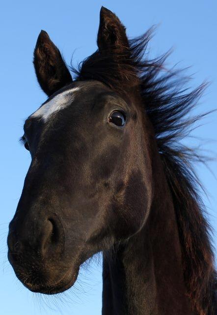 Dansk Varmblod Zetsubou die Weltrose billede 1