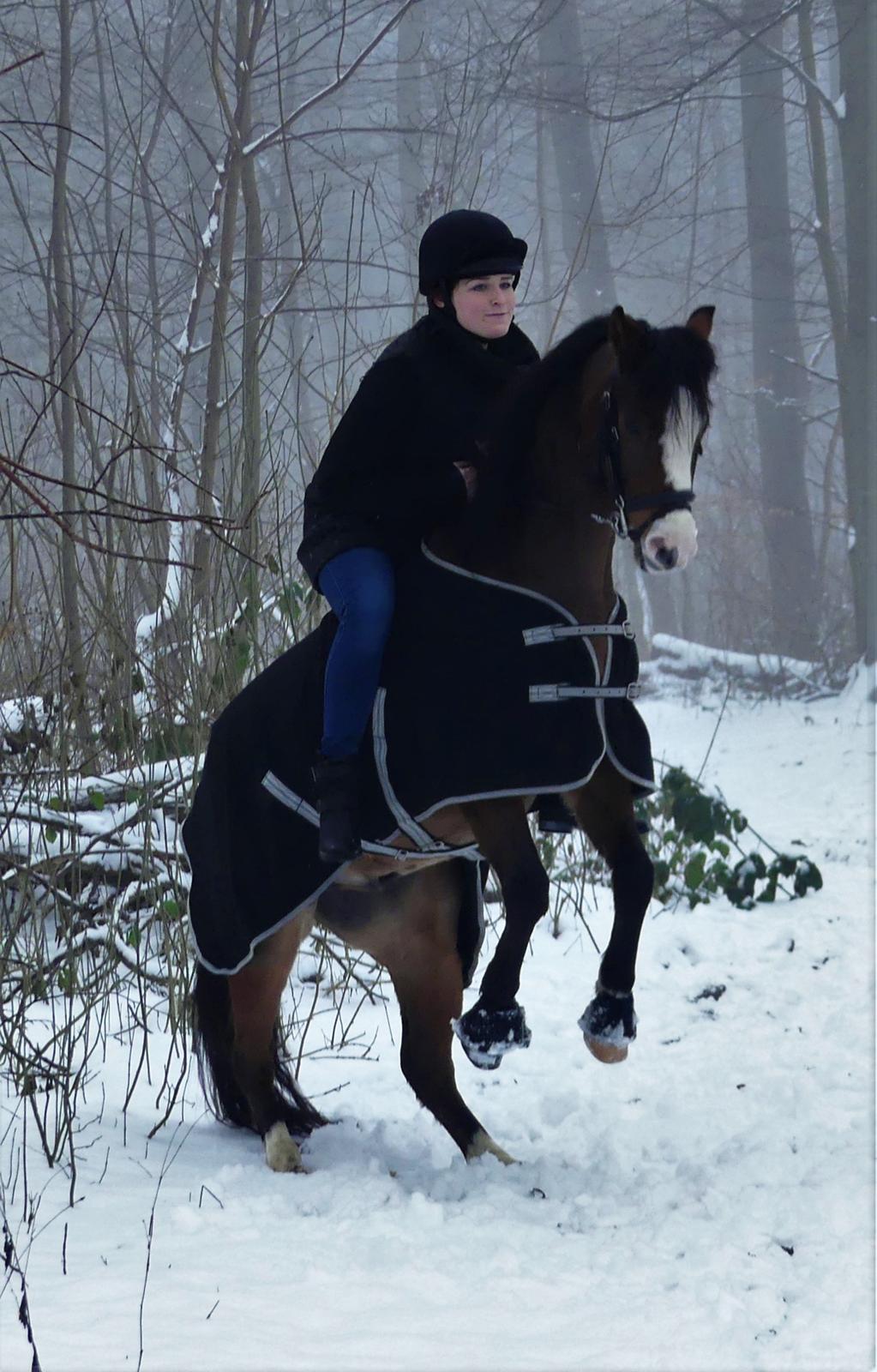 Welsh Pony (sec B) Bjerregårds Amino *Dino billede 14