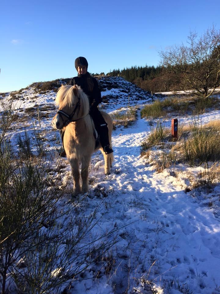 Islænder Ganti fra Kjeldsig <3 billede 11