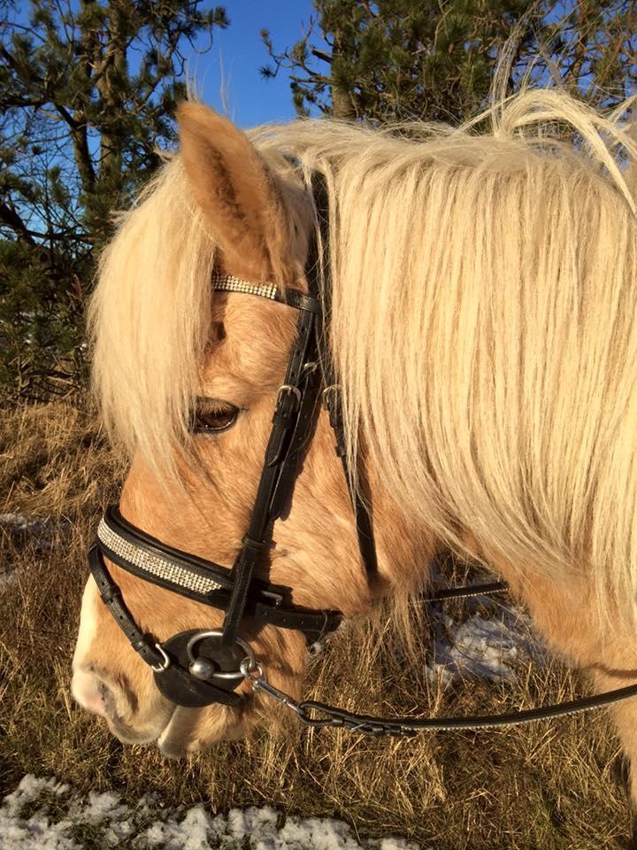 Islænder Ganti fra Kjeldsig <3 billede 15