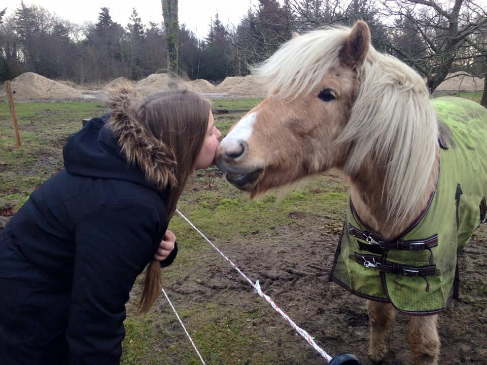 Islænder Ganti fra Kjeldsig <3 billede 13