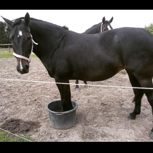 Oldenborg Brandsmarks dina billede 6