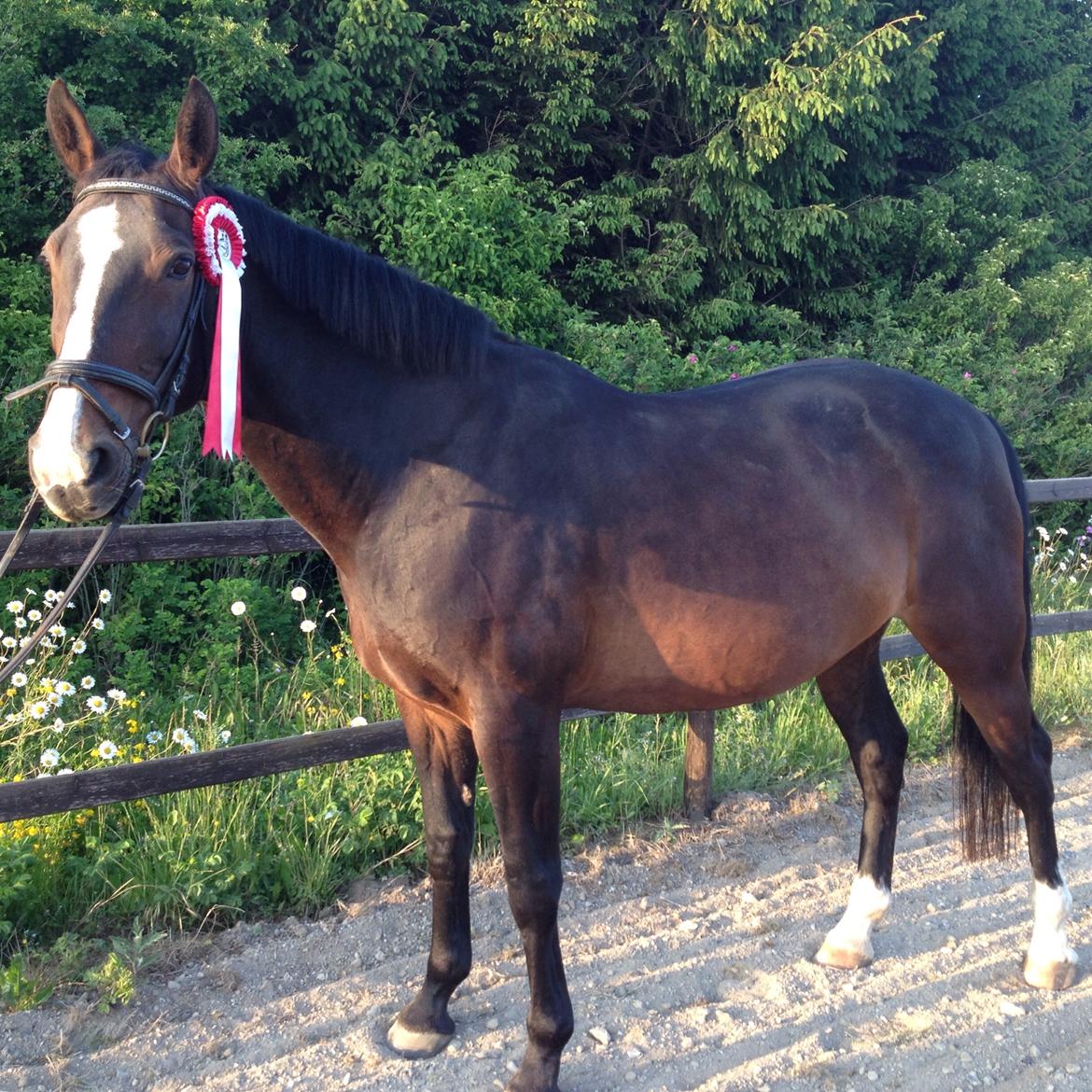 Oldenborg Drisdal's athene billede 6