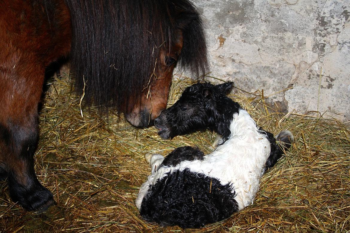 Miniature My Second Chance For Happiness - Nyfødte Happy. 9 Februar 2016. billede 15