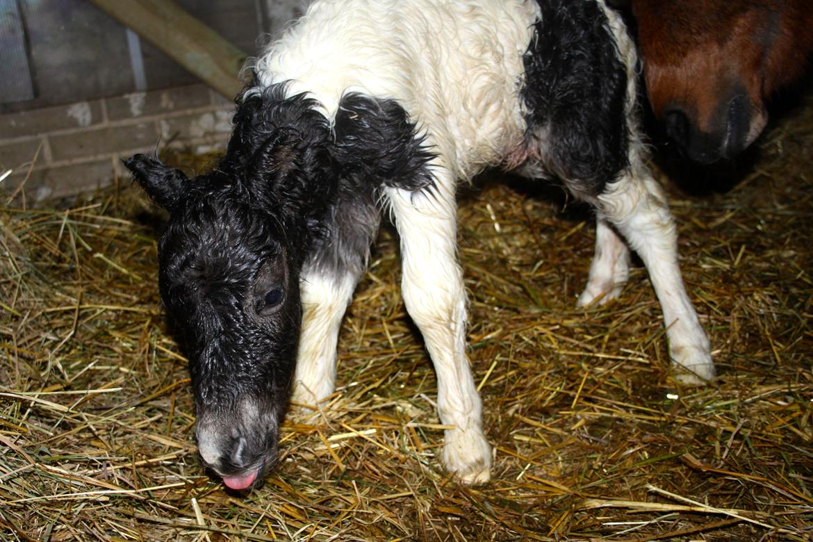 Miniature My Second Chance For Happiness - 9 februar 2016. billede 26