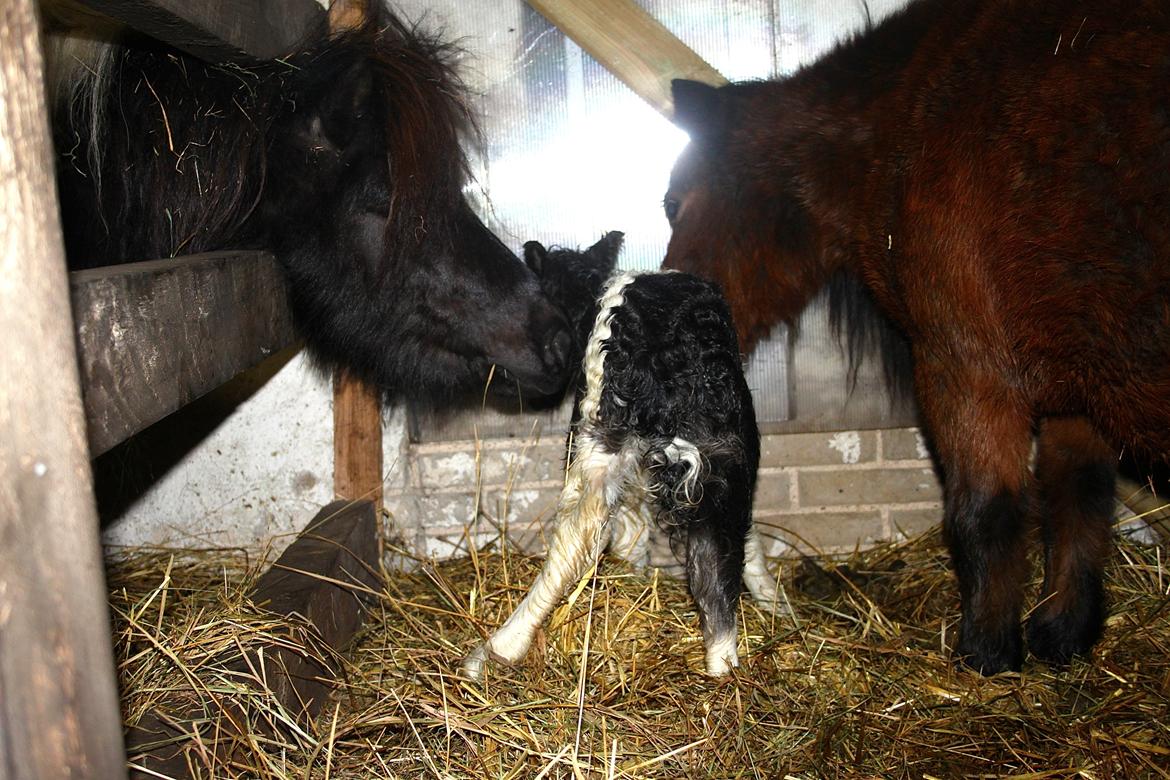 Miniature My Second Chance For Happiness - Far, Happy & mor. 9 Februar 2016. billede 45