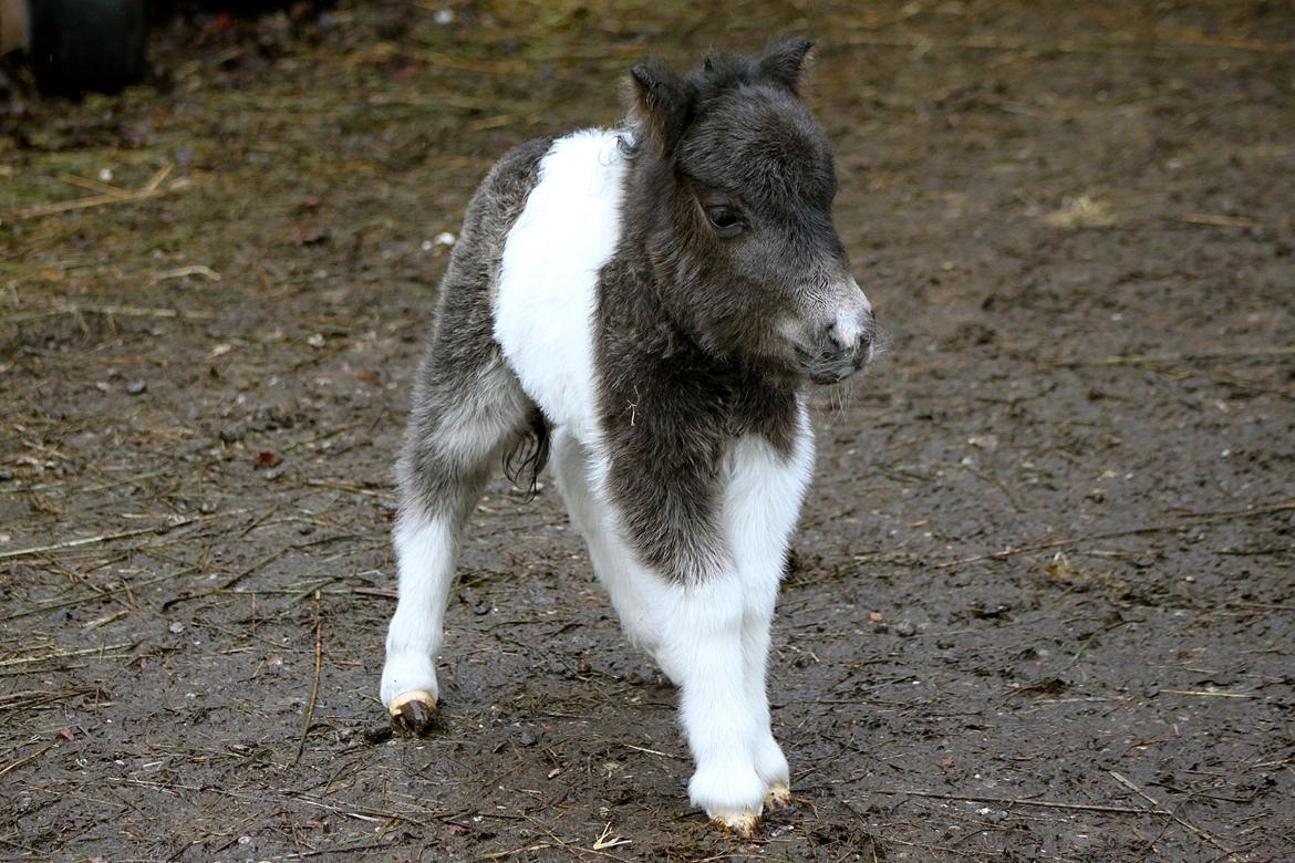 Miniature My Second Chance For Happiness - 10 Februar 2016. Første gang udendørs. billede 27
