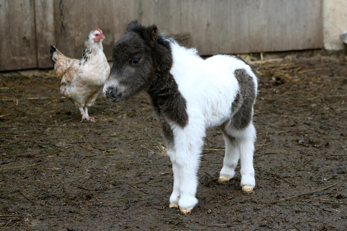 Miniature My Second Chance For Happiness - 10 Februar 2016. billede 29