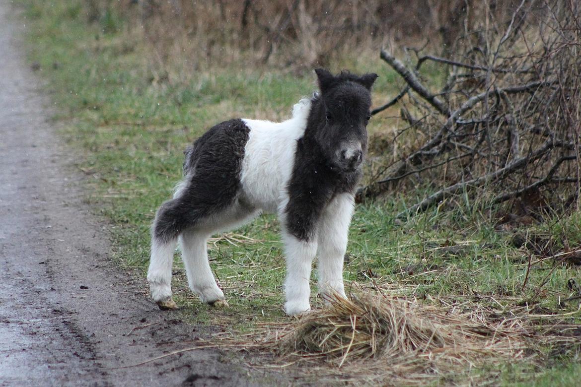 Miniature My Second Chance For Happiness - 10 Februar 2016. billede 30