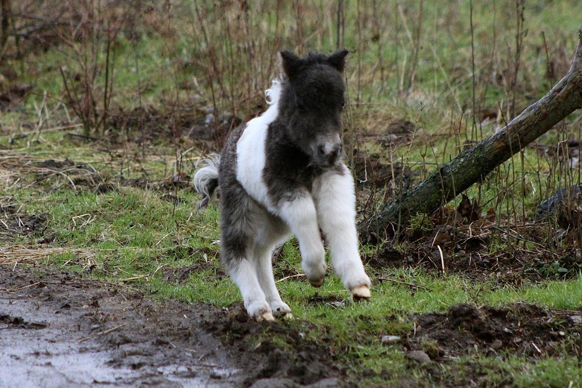 Miniature My Second Chance For Happiness - 10 Februar 2016. billede 37