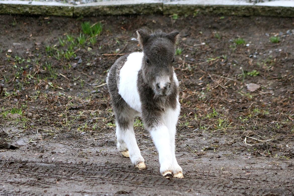 Miniature My Second Chance For Happiness - 10 Februar 2016. billede 34