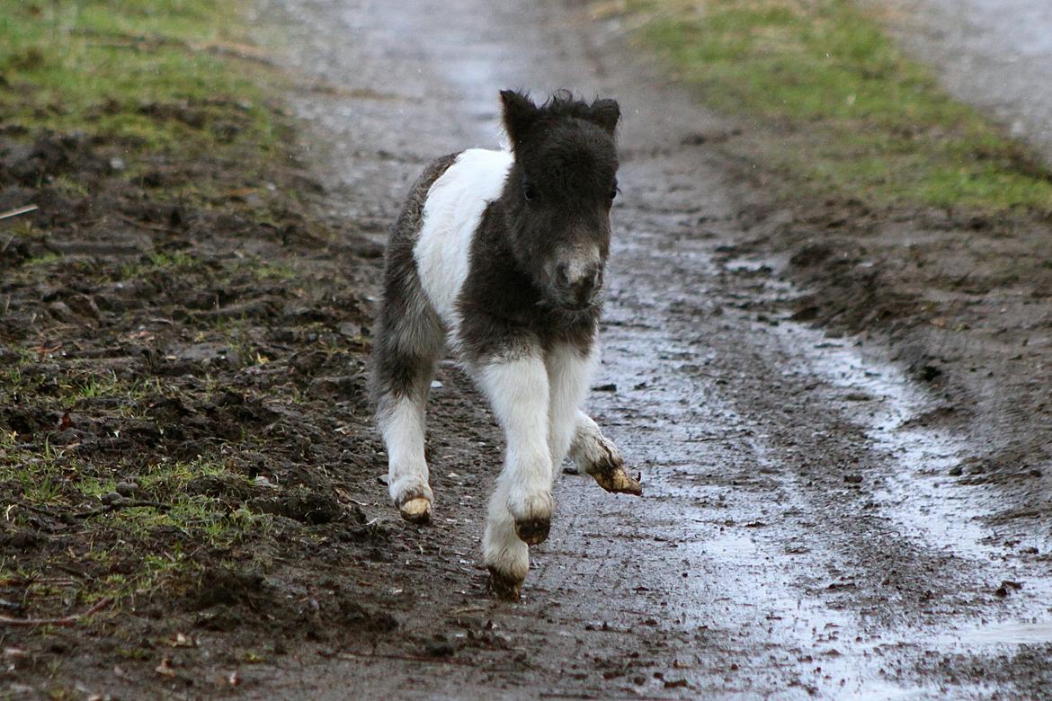 Miniature My Second Chance For Happiness - 10 Februar 2016. billede 33