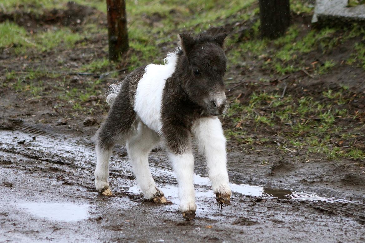 Miniature My Second Chance For Happiness - 10 Februar 2016. billede 44