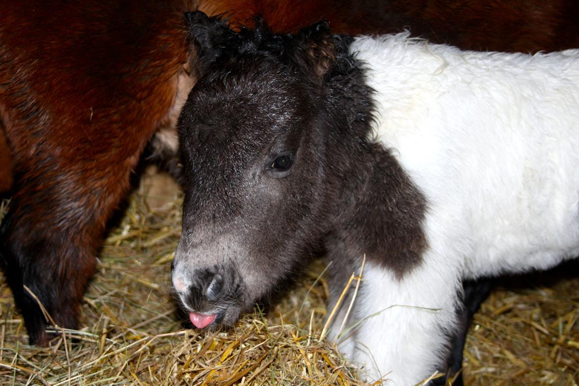 Miniature My Second Chance For Happiness - 10 Februar 2016. billede 48