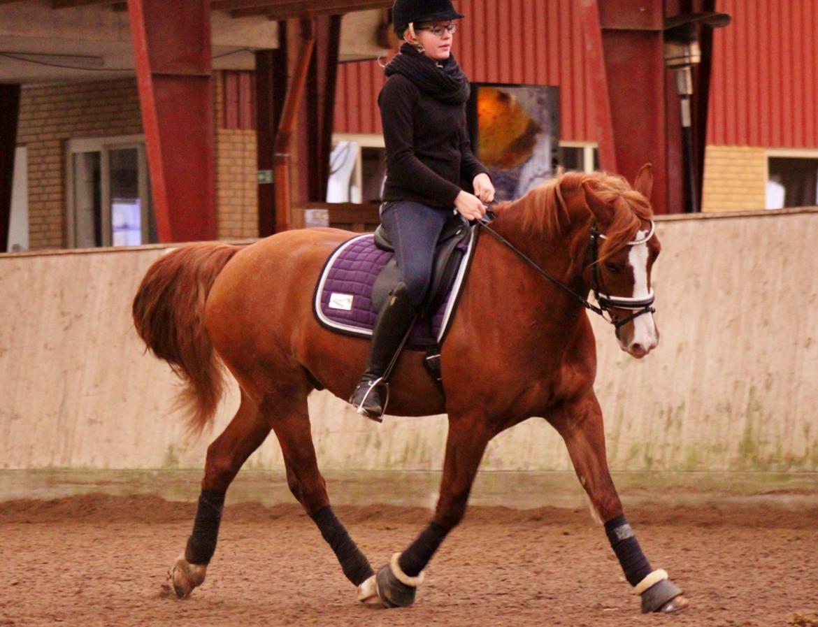 Welsh Cob (sec D) Haymo's Avador (aka. Lille Røde) billede 2