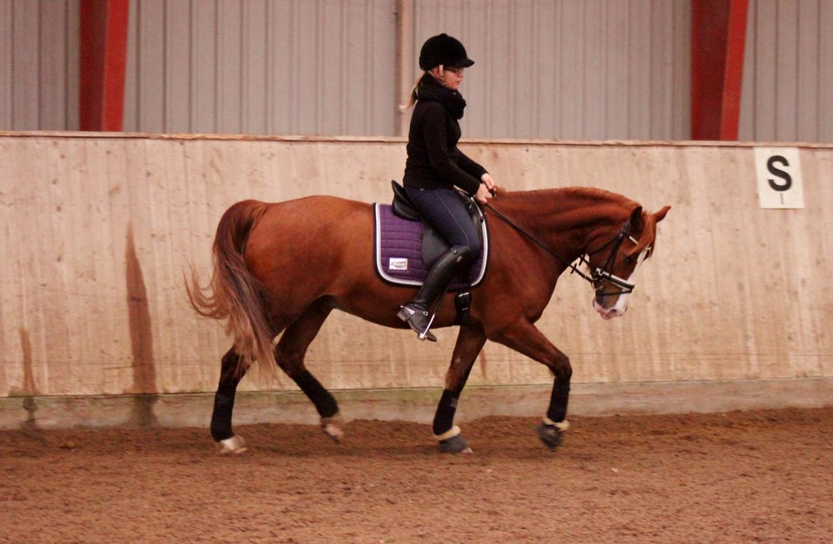 Welsh Cob (sec D) Haymo's Avador (aka. Lille Røde) billede 10