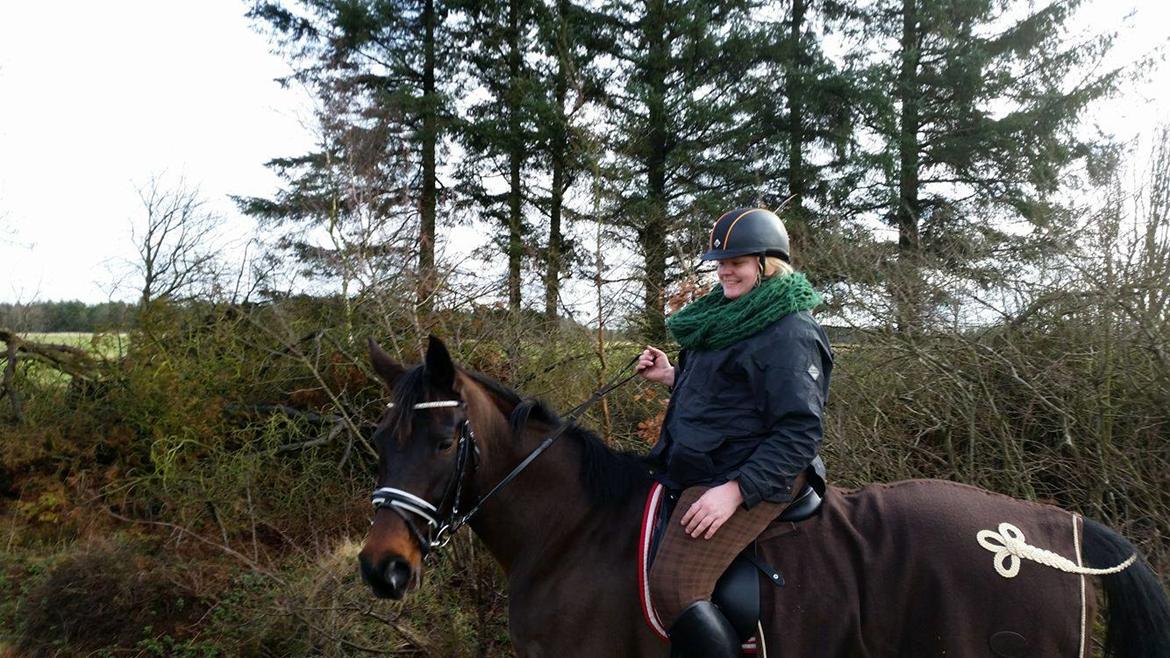 Dansk Varmblod Madel juan billede 6