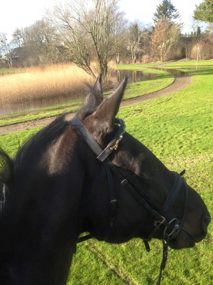 Tysk Oldenburger Savá-L billede 3