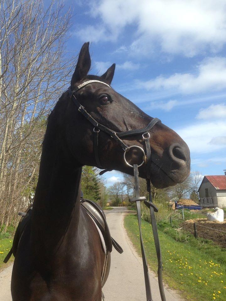 Tysk Oldenburger Savá-L billede 7