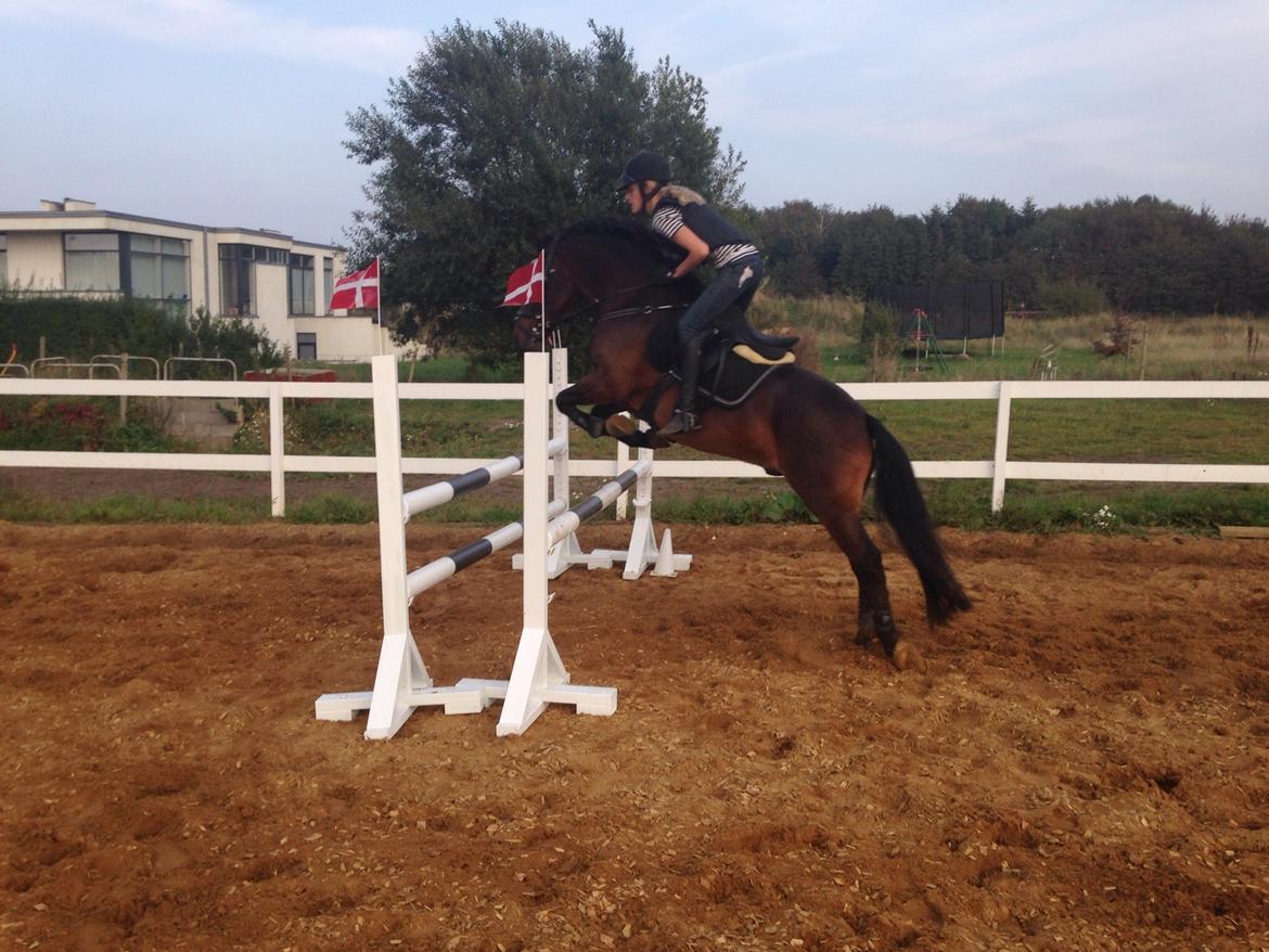 New Forest Arjan billede 50