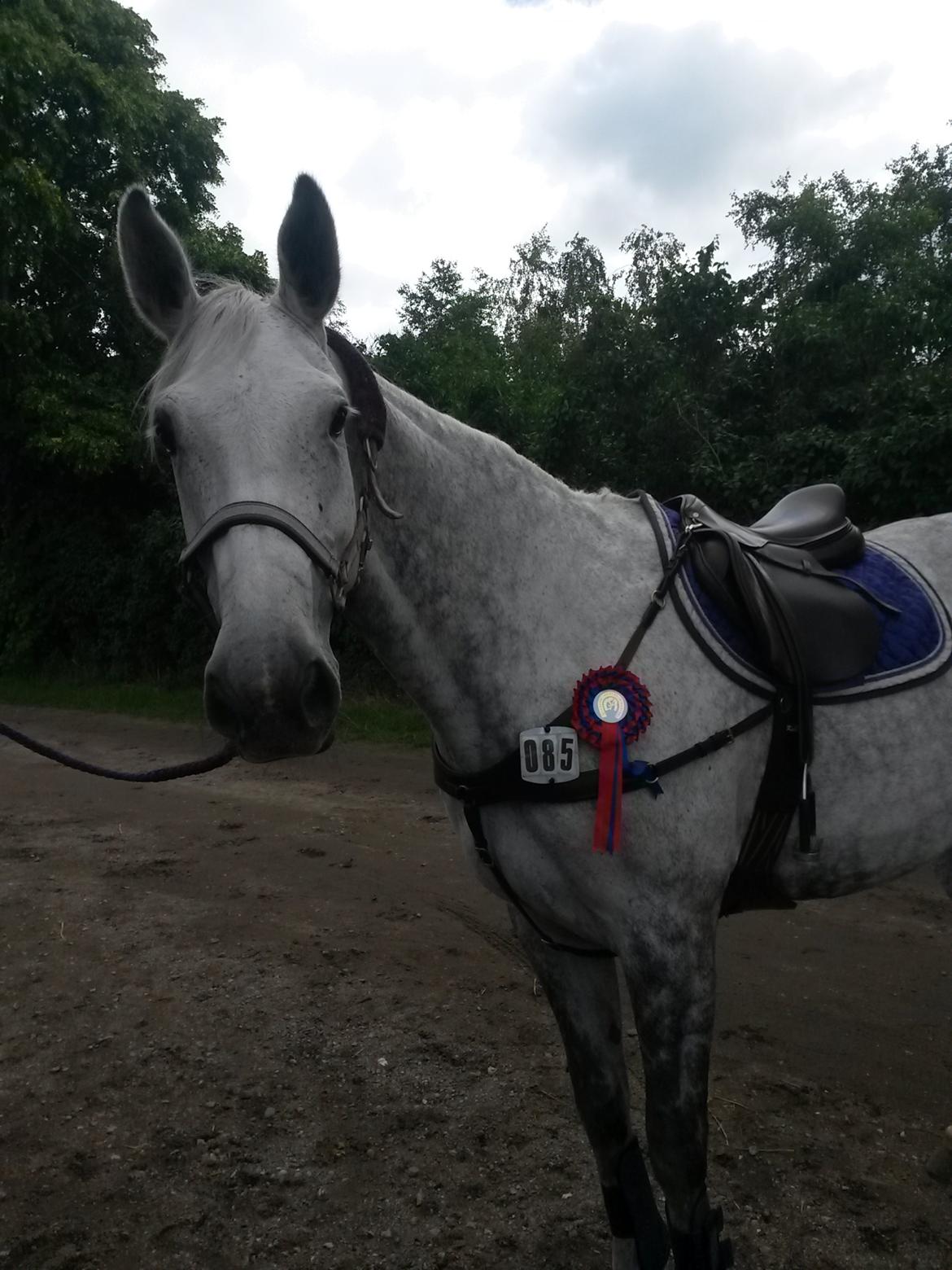 Dansk Varmblod Venus - sløjfehop 60cm billede 5