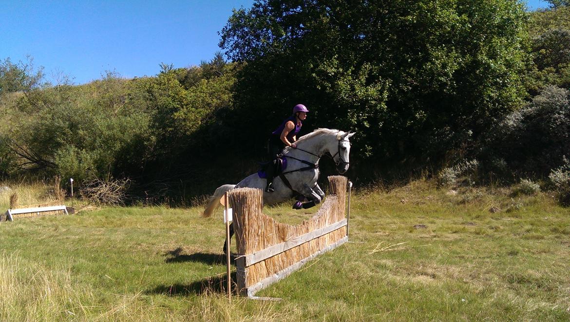 Dansk Varmblod Venus - subarucup 2015 billede 4