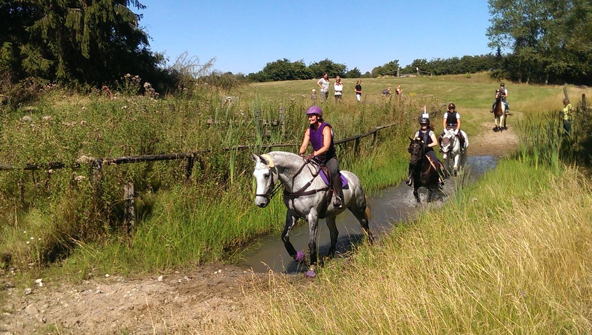Dansk Varmblod Venus - subarucup 2015 billede 6