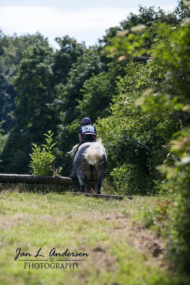 Dansk Varmblod Venus - tak for denne gang :D cnc70 sønderskov 2015 billede 18