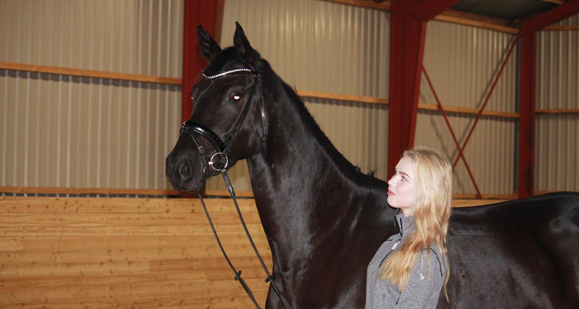 Dansk Varmblod Candie billede 11