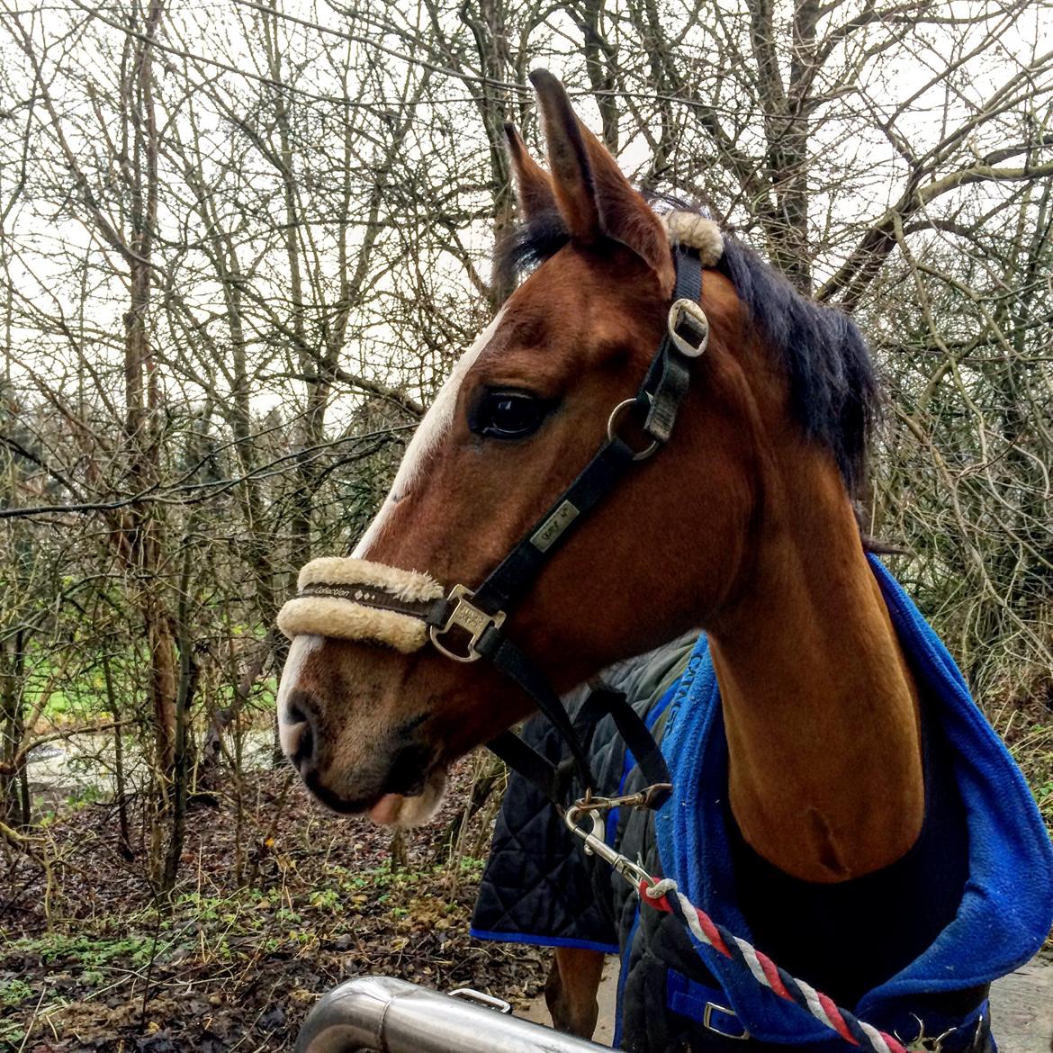 New Forest Sun Queen billede 3