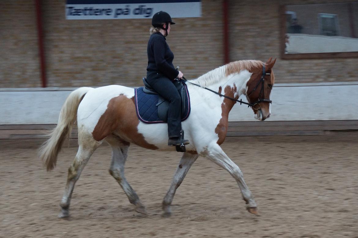 Anden særlig race Olivar - Solgt billede 44