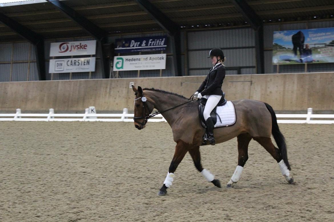 Dansk Varmblod Nygårds Brown Sugar *Himmelhest* - Fra vores stævne sammen - LD2 - 62,23% - HDR billede 5