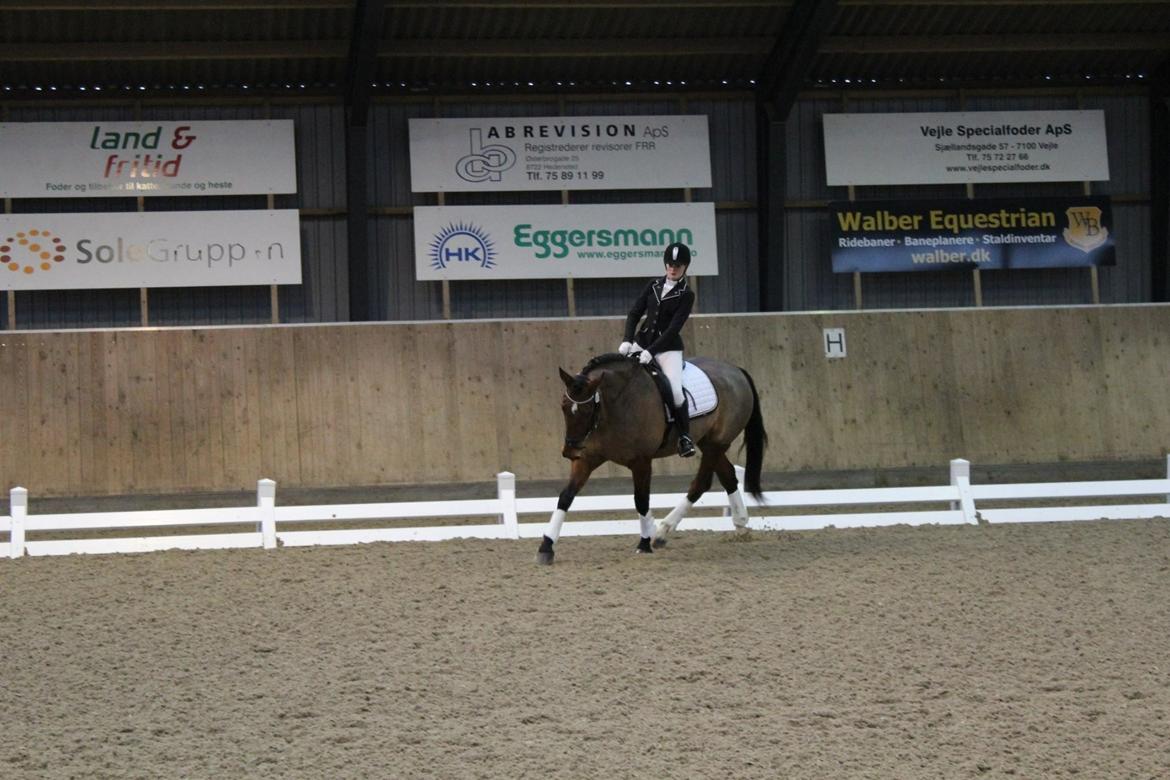 Dansk Varmblod Nygårds Brown Sugar *Himmelhest* - Fra vores første stævne sammen - LD2 - 62,23% - HDR billede 10