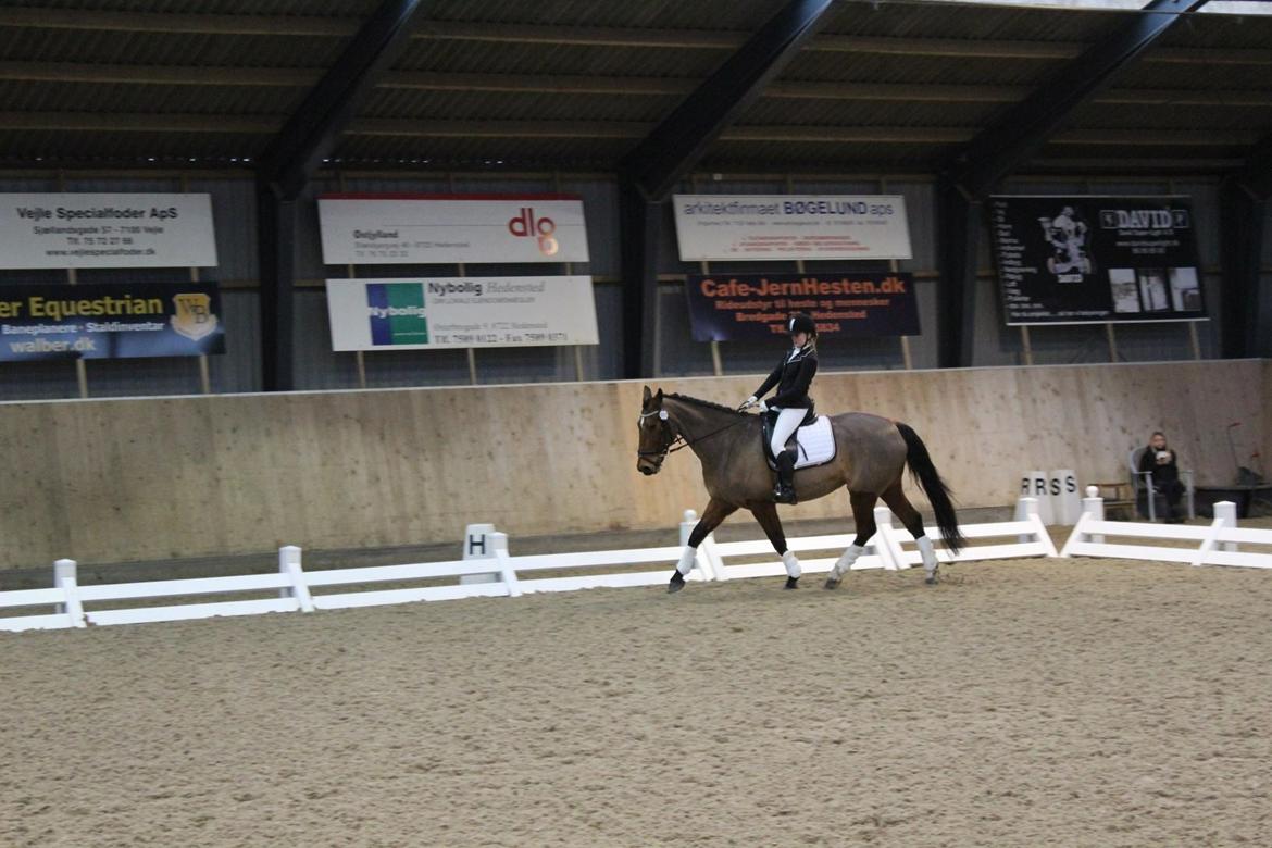 Dansk Varmblod Nygårds Brown Sugar *Himmelhest* - Fra vores første stævne sammen - LD2 - 62,23% - HDR billede 18