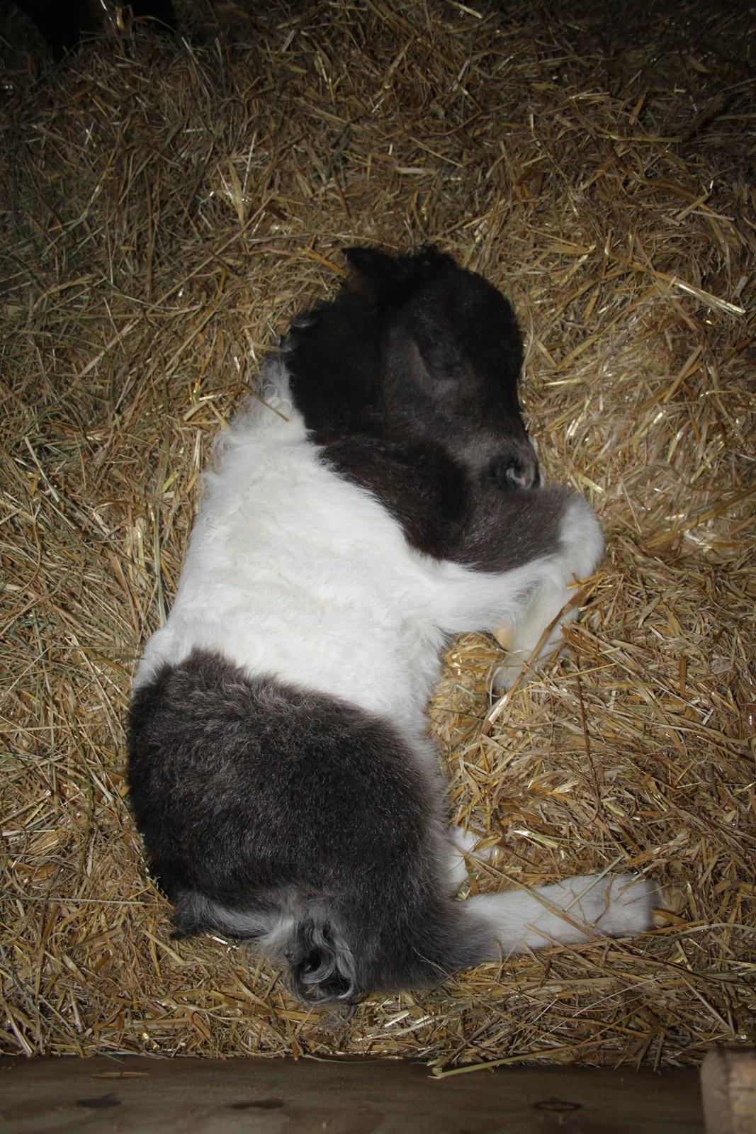 Miniature My Second Chance For Happiness - 10 Februar 2016. billede 20