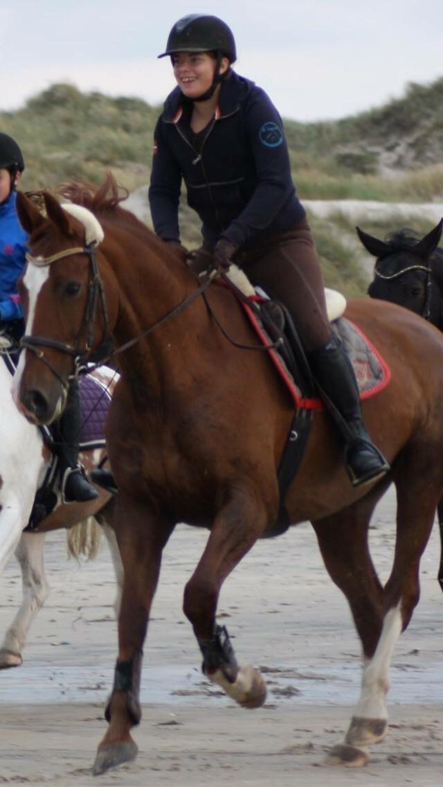 Dansk Varmblod Fine Miss Sunshine billede 10