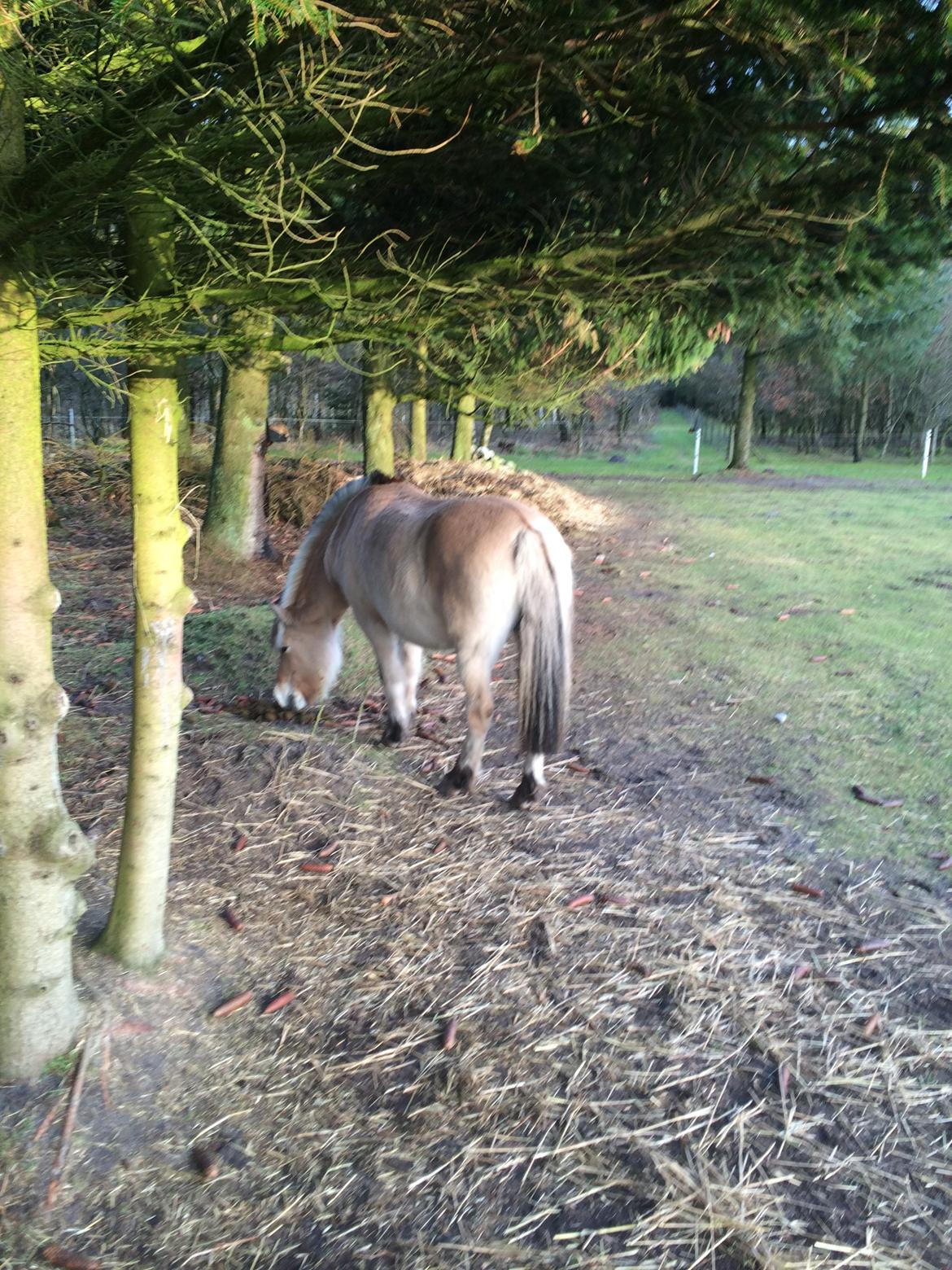 Fjordhest Lina Vinstrup 2 - Lina på folden billede 1