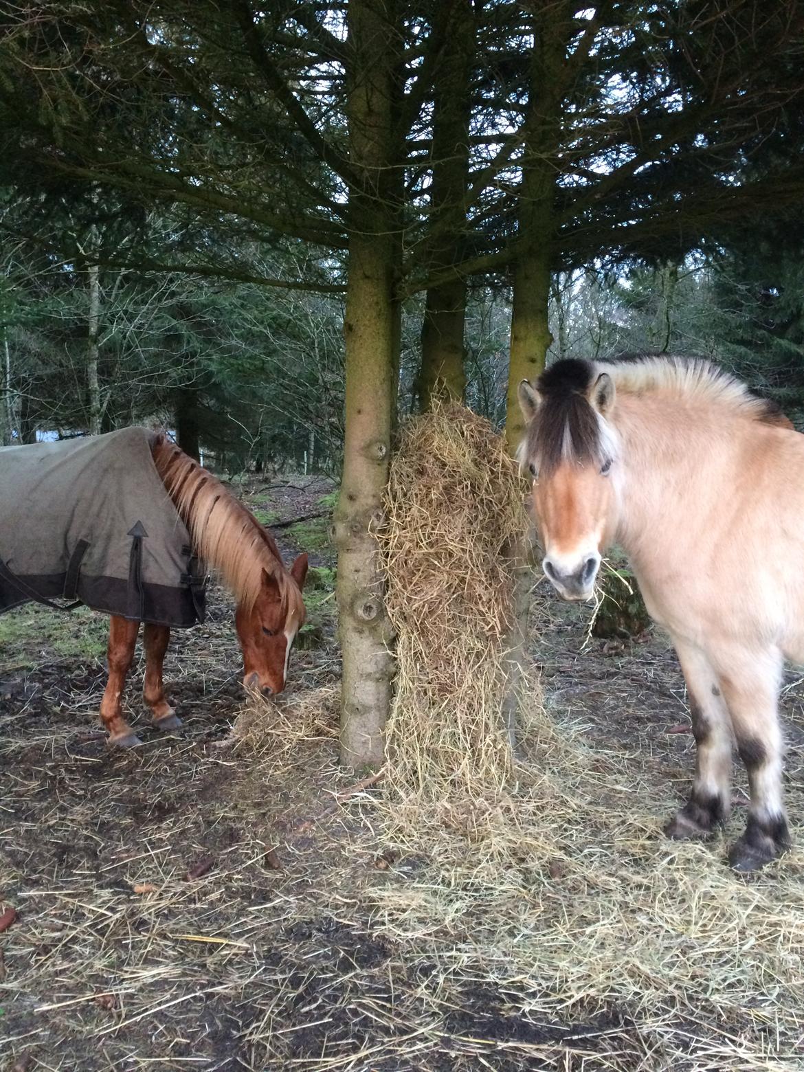 Fjordhest Lina Vinstrup 2 - Lina og min anden pony Lucky der spiser hø på folden billede 3